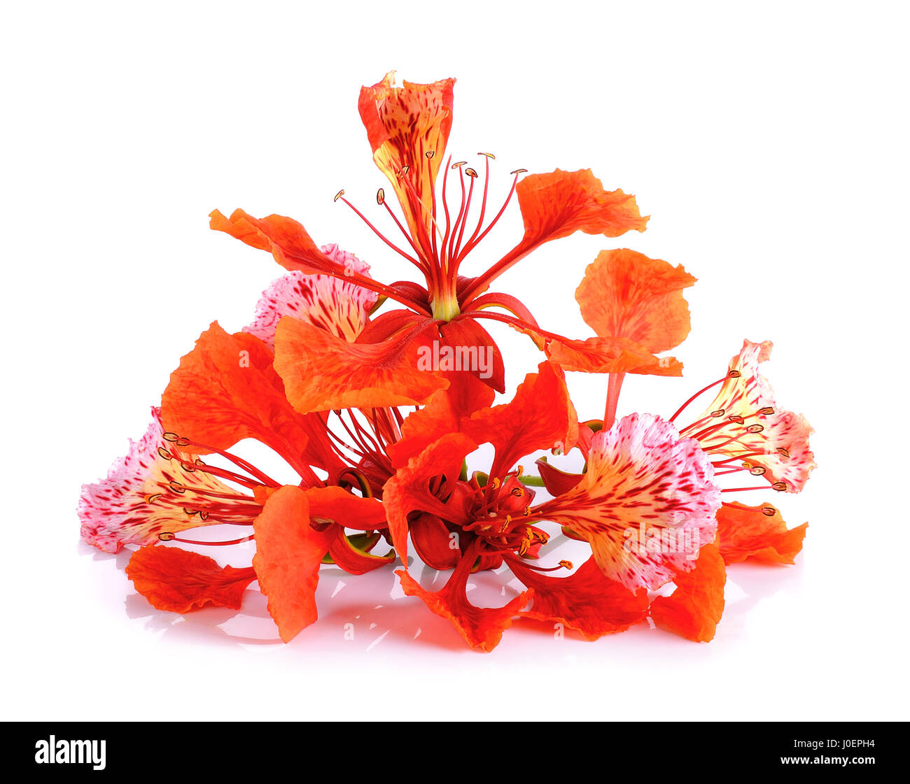 Fleur de paon rouge isolé sur fond blanc. Banque D'Images