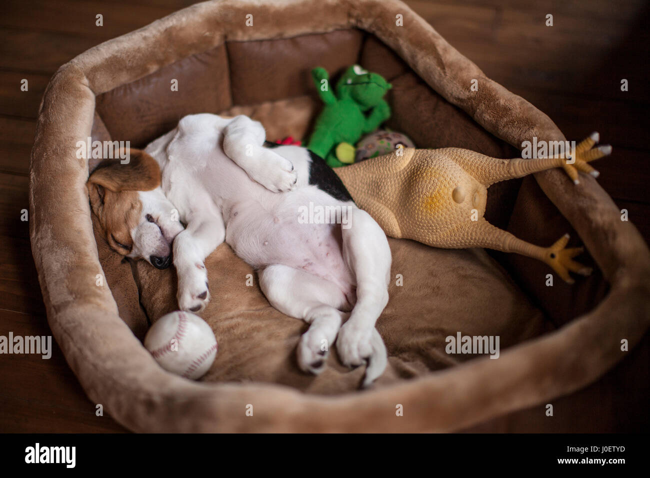 Adorable petit chiot beagle chien dormir dans le lit avec ses jouets. Banque D'Images