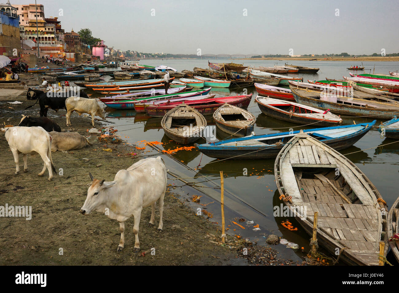 Bateaux dans le fleuve ganga, Varanasi, Uttar Pradesh, Inde, Asie Banque D'Images