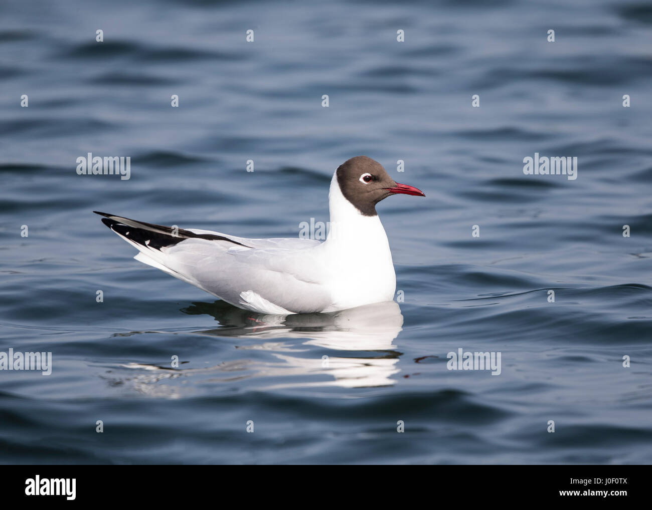 Mouette à tête noire en plumage d'été Banque D'Images