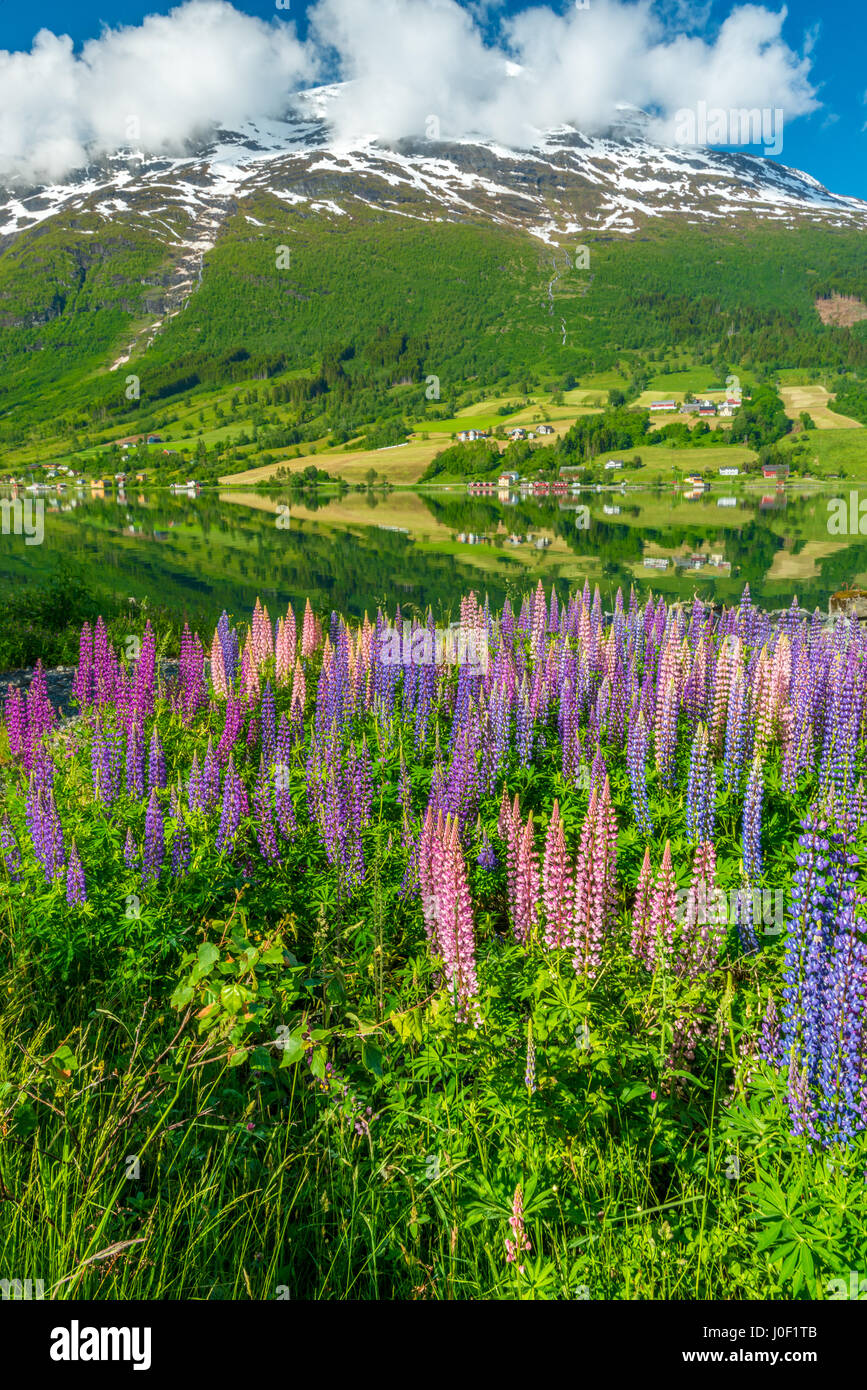 Blooming, lupins colorés dot d'un lac, montagnes aux sommets enneigés en arrière-plan Banque D'Images