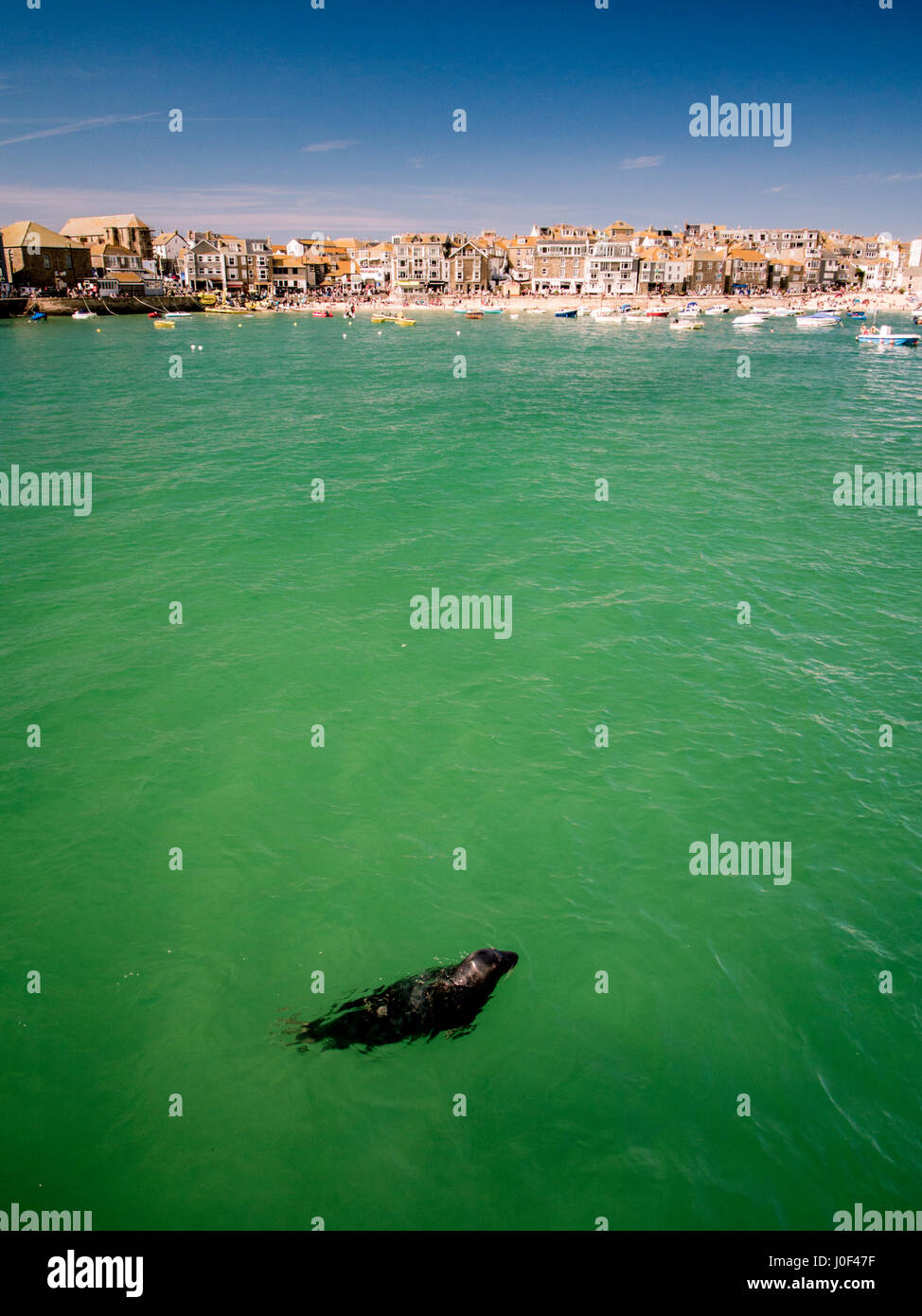 Plage de St Ives en Cornouailles, Angleterre avec un sceau natation dans la baie Banque D'Images