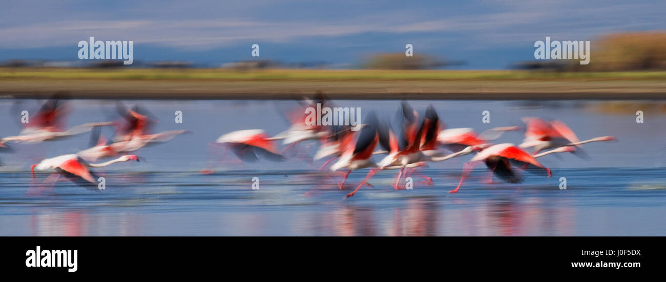 Énorme troupeau de flamants roses décollant. Kenya. Afrique. Parc national de Nakuru. Réserve nationale du lac Bogoria. Banque D'Images