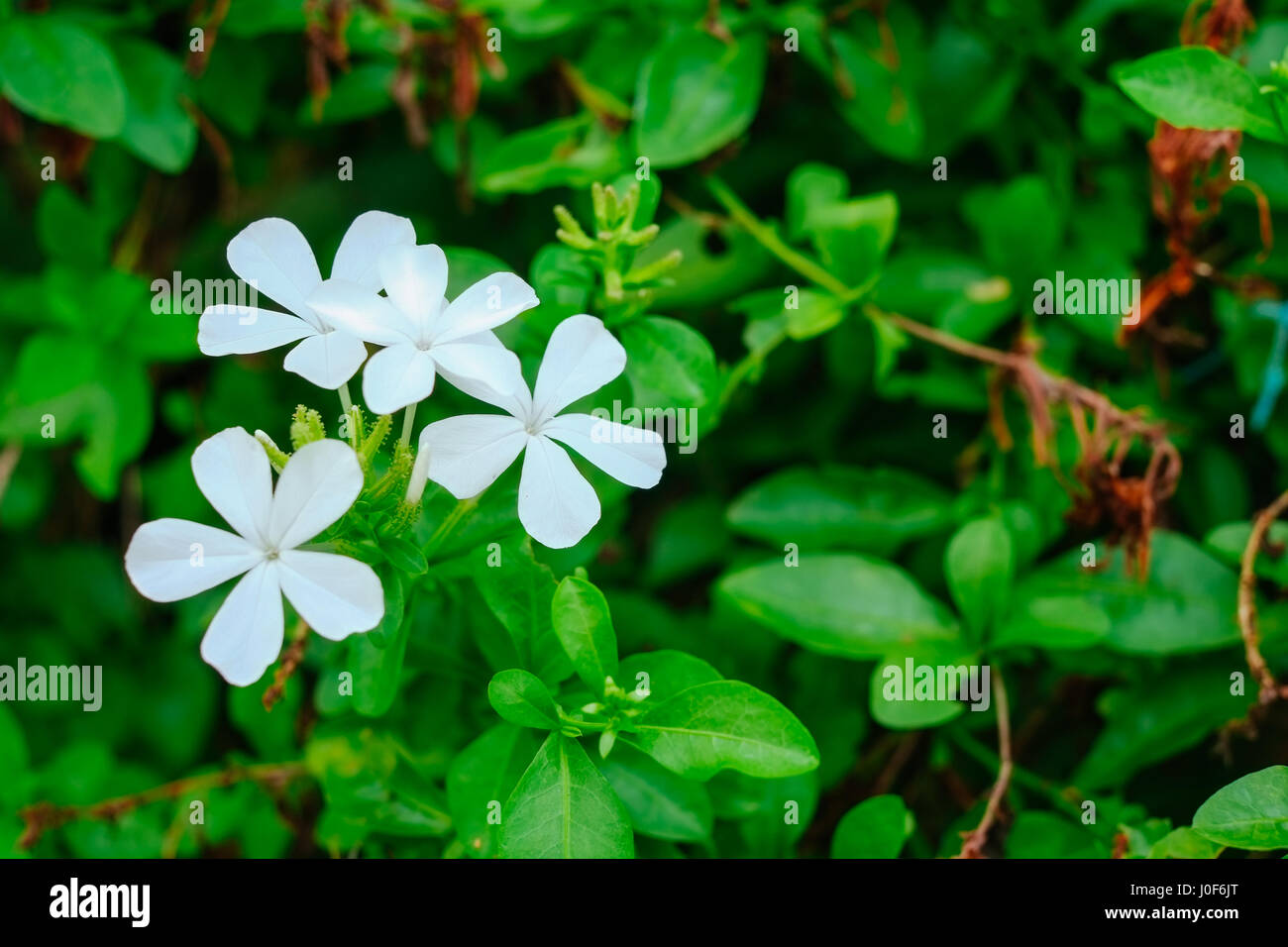 Belle fleur Impatiens walleriana blanc en Asie Banque D'Images