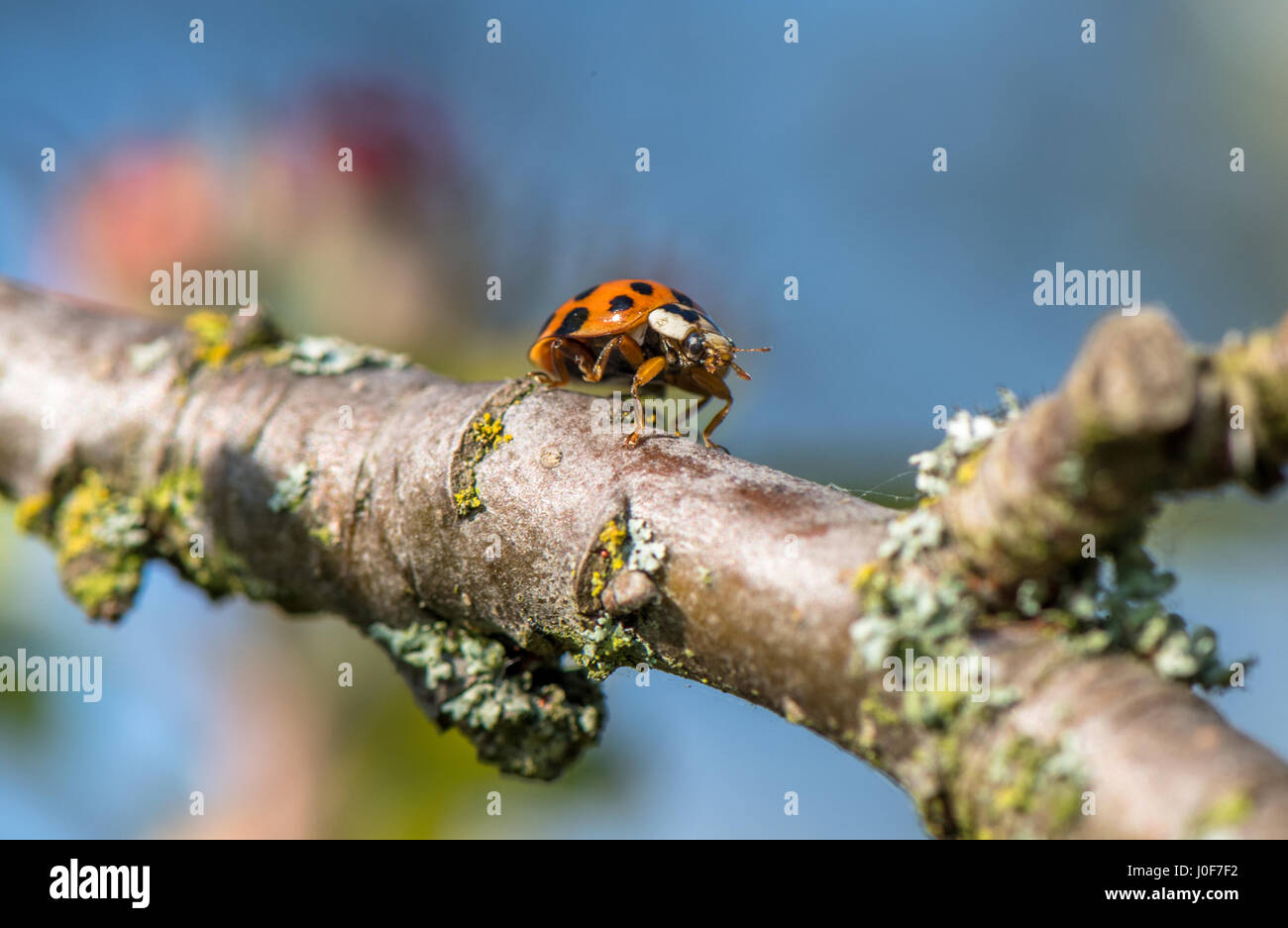 18 Coccinelle maculée marchant le long d'une petite branche. Banque D'Images