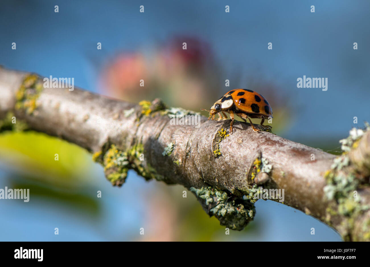 18 Coccinelle maculée marchant le long d'une petite branche. Banque D'Images