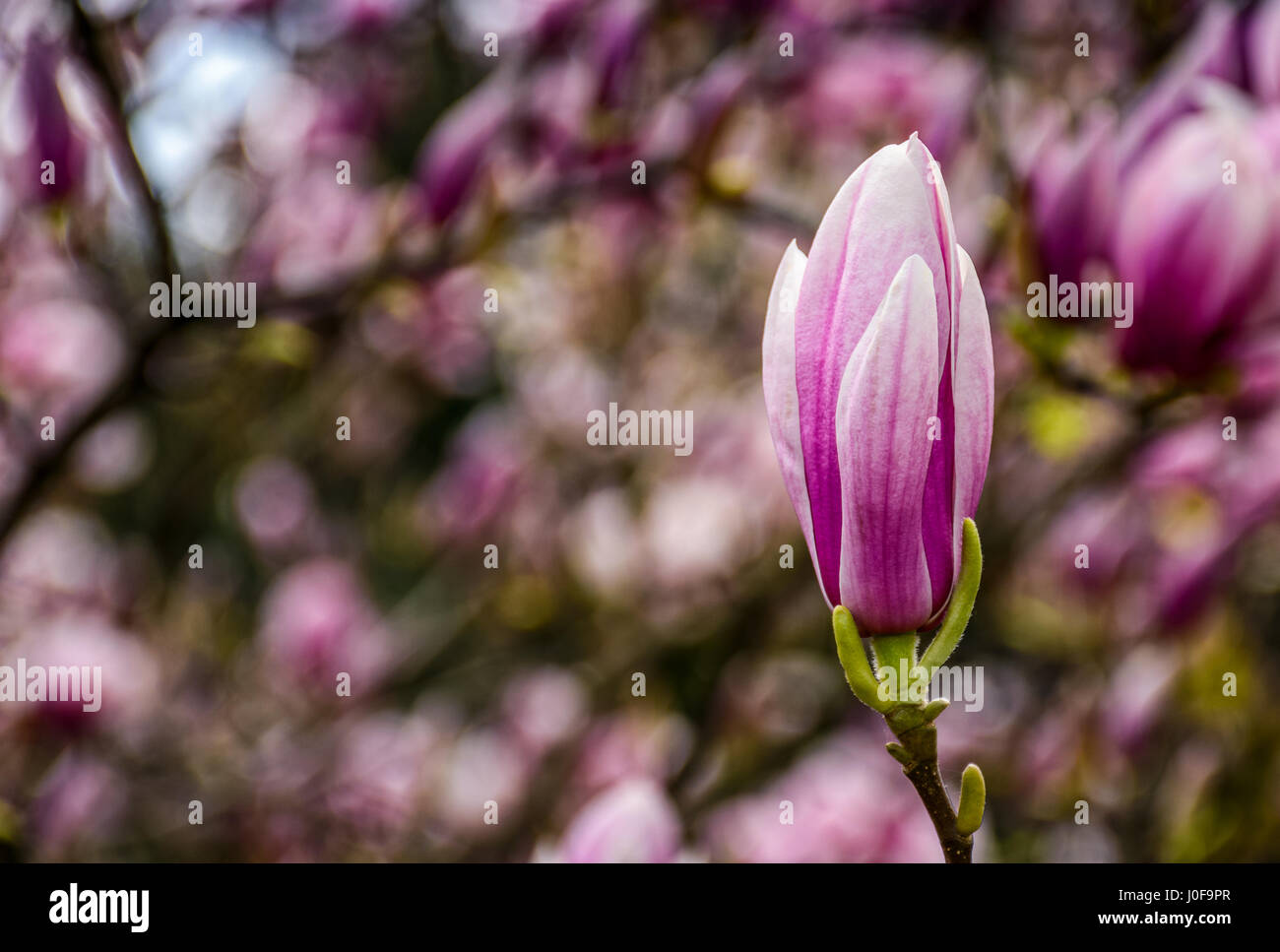 Beau printemps libre de l'arrière-plan. Fleur de Magnolia blossom in garden Banque D'Images