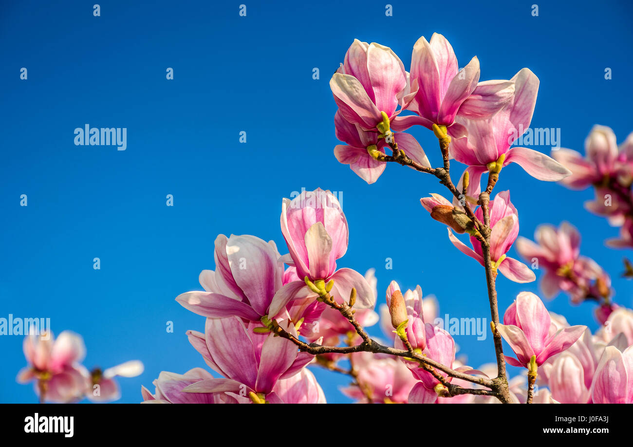 Magnolia fleurs branche sur un fond de ciel bleu Banque D'Images
