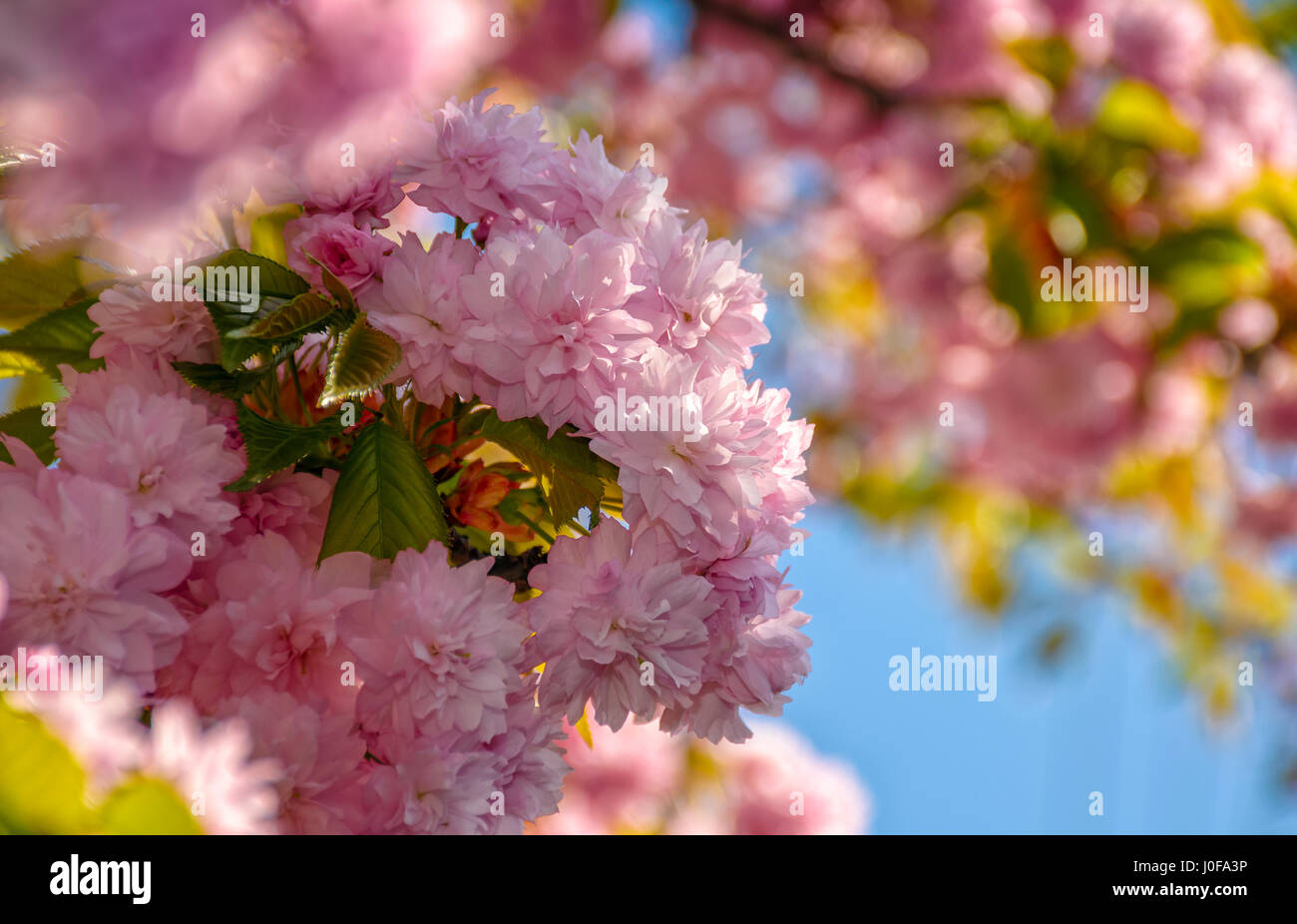 Belle rose du printemps. arrière-plan gros plan fleurs Sakura sur une branche. arrière-plan flou de jardin en fleurs au printemps Banque D'Images