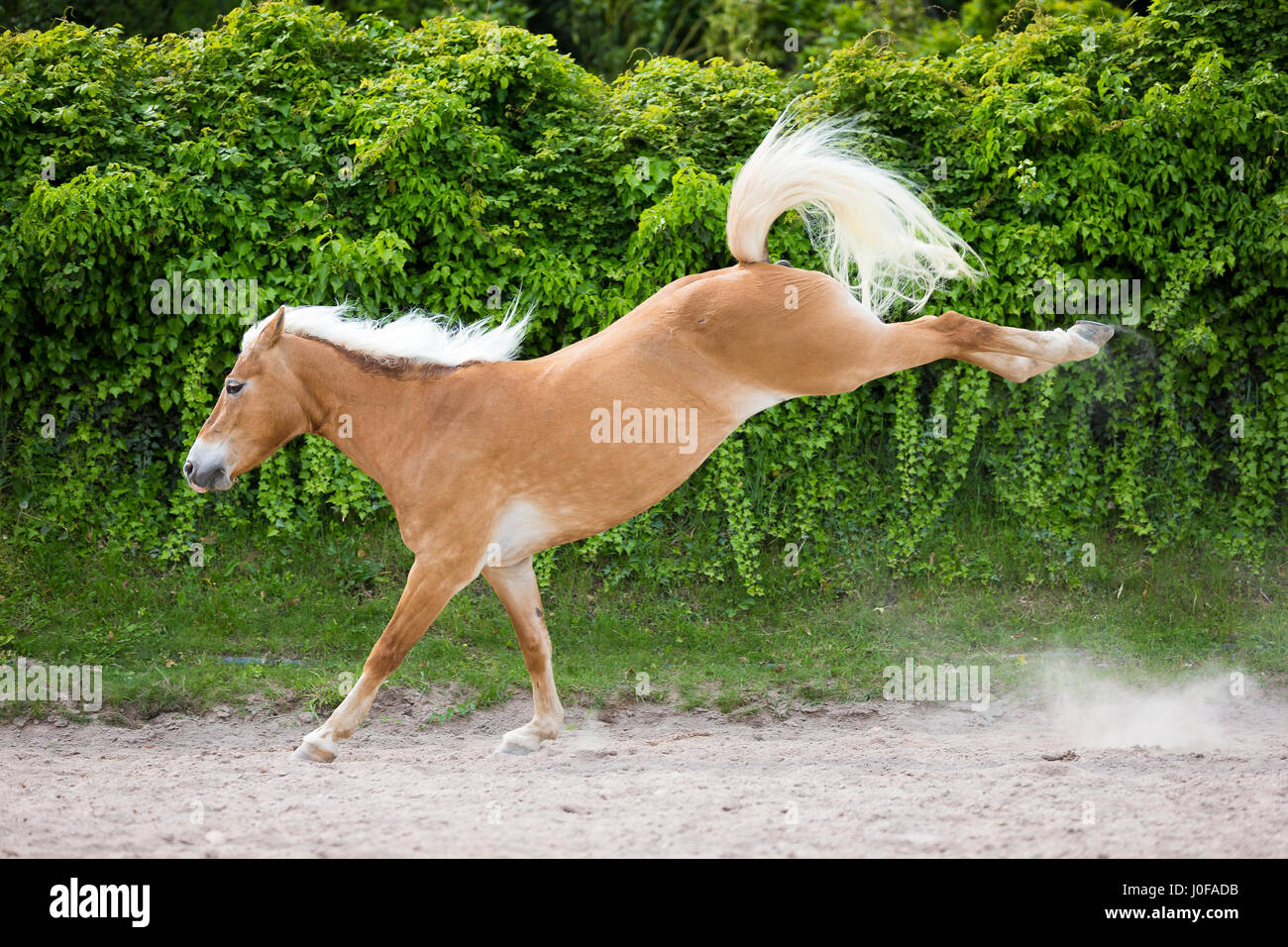 Cheval Haflinger. Des profils mare les coups de pied dans un enclos. Le Tyrol du Sud, Italie Banque D'Images