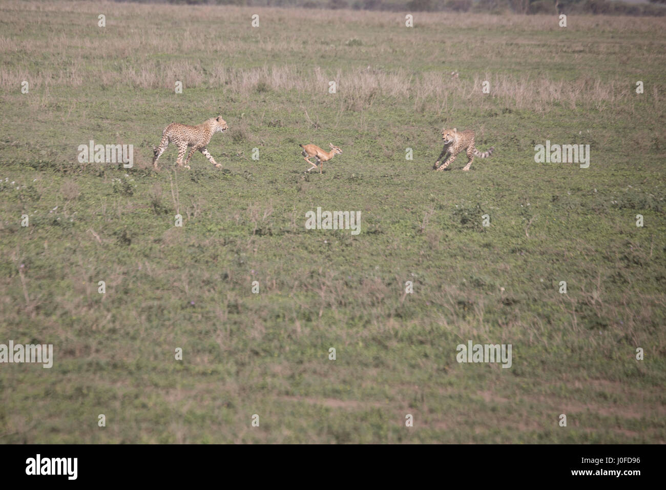 Les jeunes guépards apprennent à chasser de gazelle mère dans le Parc National du Serengeti, Tanzanie, Afrique. Banque D'Images