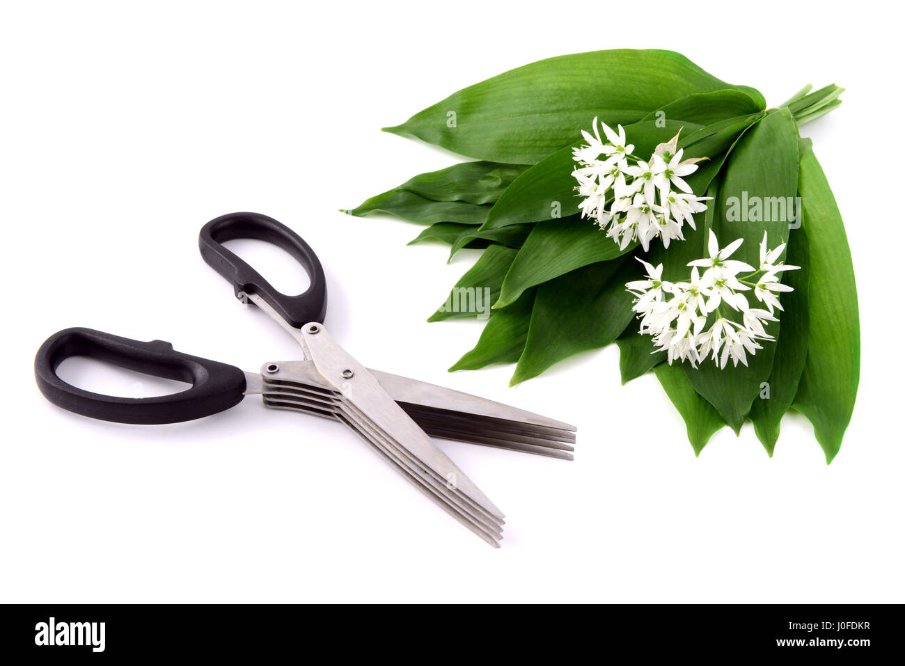 Ciseaux herbes et épices avec des feuilles sur fond ramson isolés. couper les légumes frais. Banque D'Images