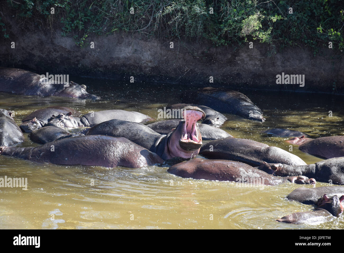 Piscine dans le Serengeti en Tanzanie d'hippopotames Banque D'Images