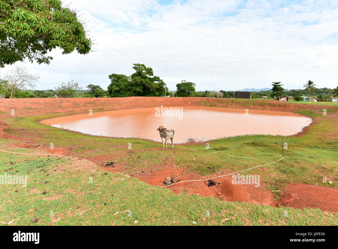 Vache cubaine dans le domaine de Vinales, Cuba. Banque D'Images