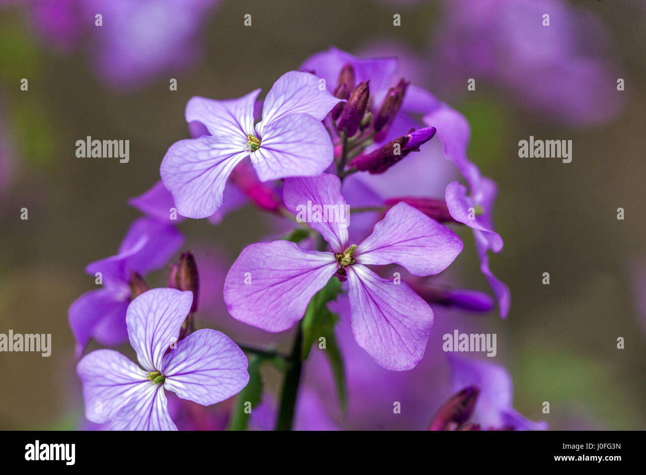 Lunaria annua Lunaria Honesty ou Honesty annuel tête de fleur floraison en avril début de printemps fleurs violettes fleurissant bleu pâle gros plan fleur gros plan Banque D'Images Lunaria annua Lunaria Honesty ou Honesty annuel tête de fleur floraison en avril début de printemps fleurs violettes fleurissant bleu pâle gros plan fleur gros plan Banque D'Images