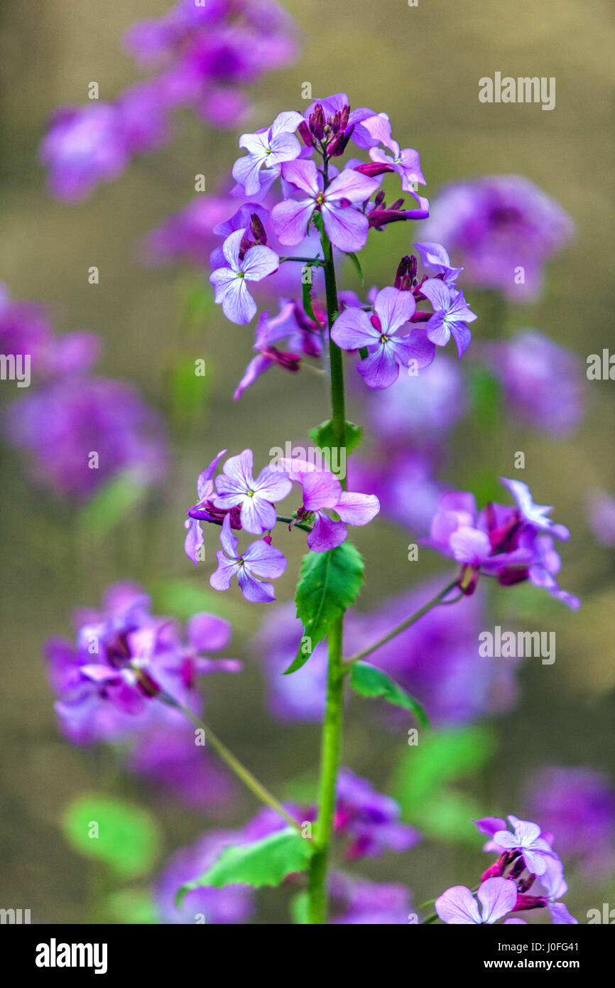 Lunaria annua Lunaria Honesty ou Honesty annuel tête de fleur floraison en avril début de printemps fleurs violettes floraison Bleu pâle Lunaria annua floraison Banque D'Images