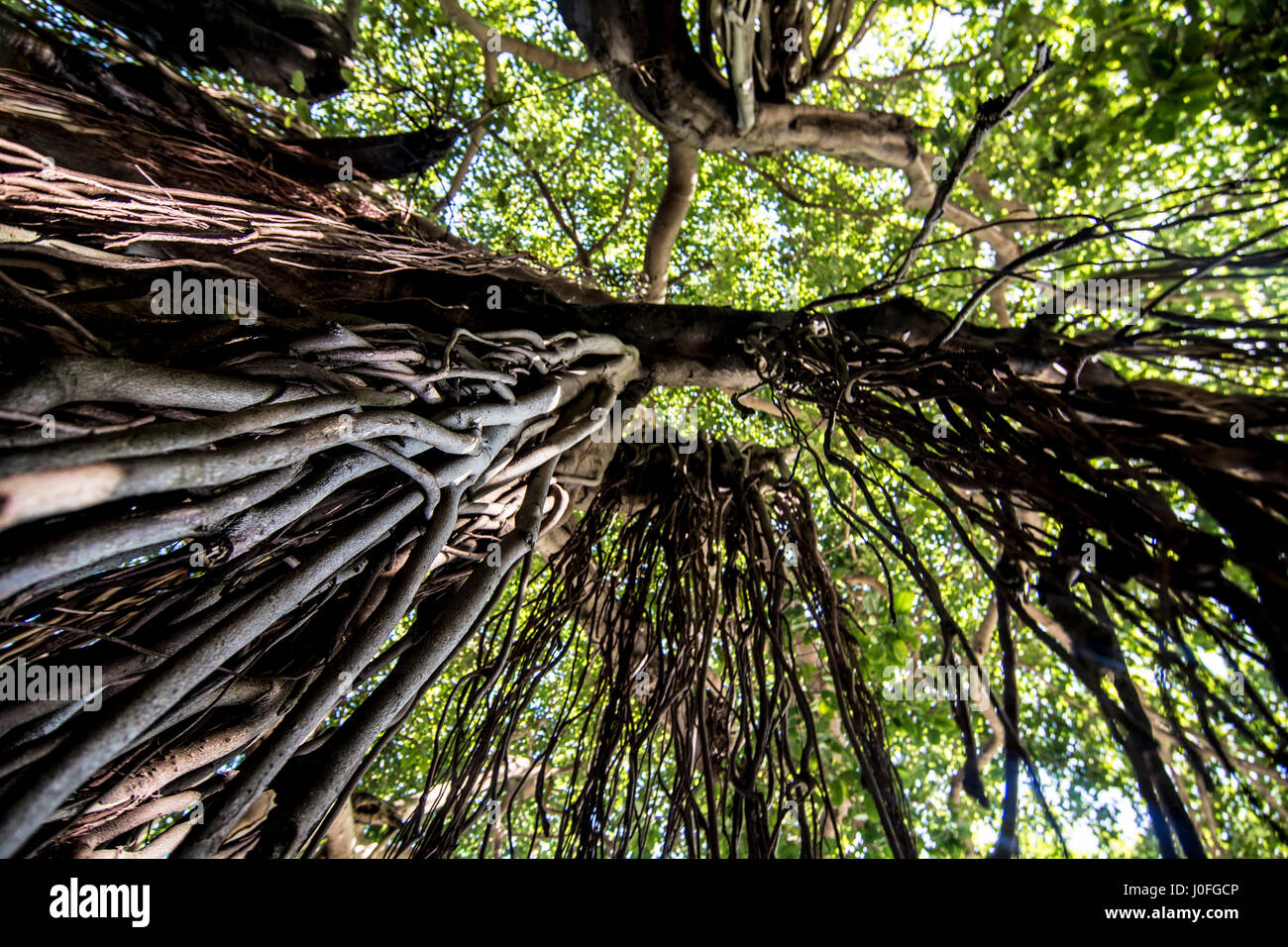 Banyan Tree avec racines suspendues Banque D'Images