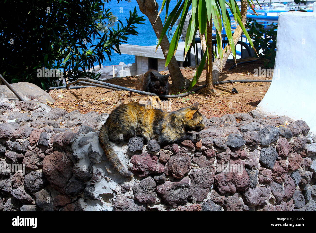 Ile Des Chats Banque D Image Et Photos Alamy