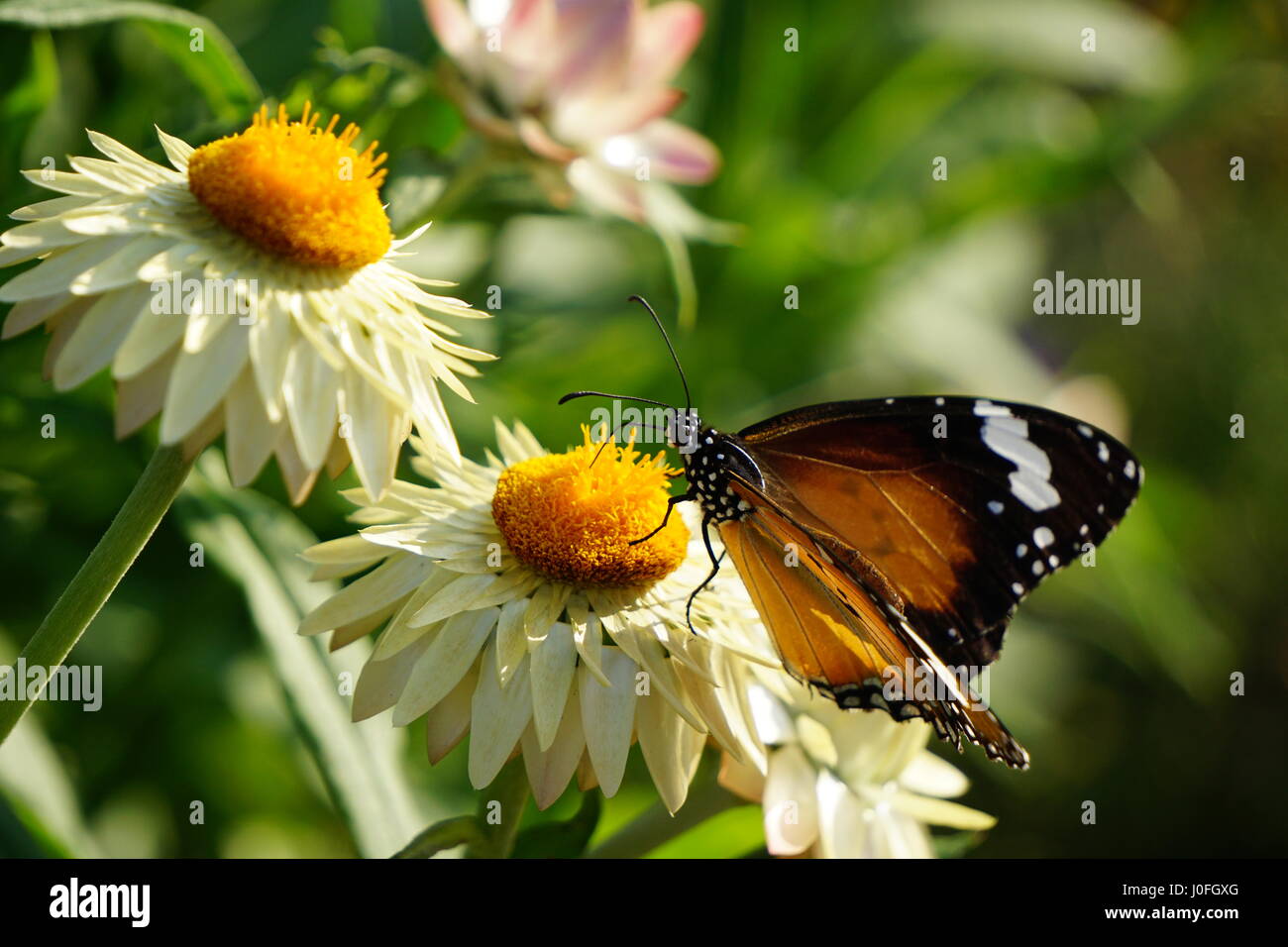 Pour 'Recherche' pollen pris avec le Sony a6000 mirrorless caméra et l'objectif e55-210. Banque D'Images