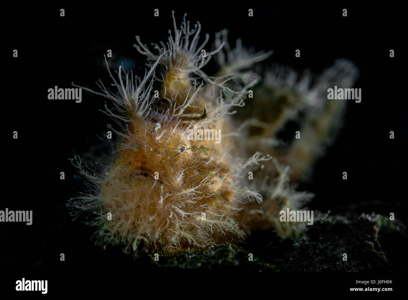 Poisson Grenouille poilue (Antennarius striatus) dans / Lembeh Indonésie Banque D'Images