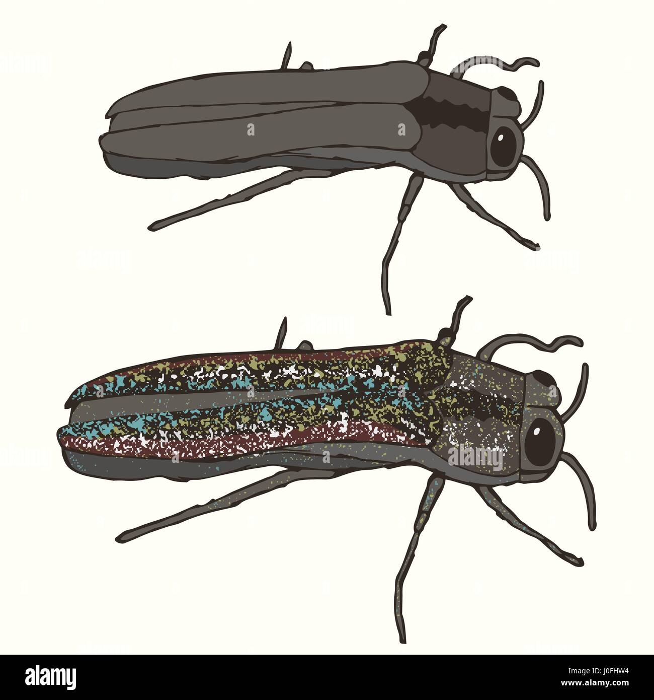 L'agrile du frêne Agrile du frêne de montagne détruit Illustration de Vecteur