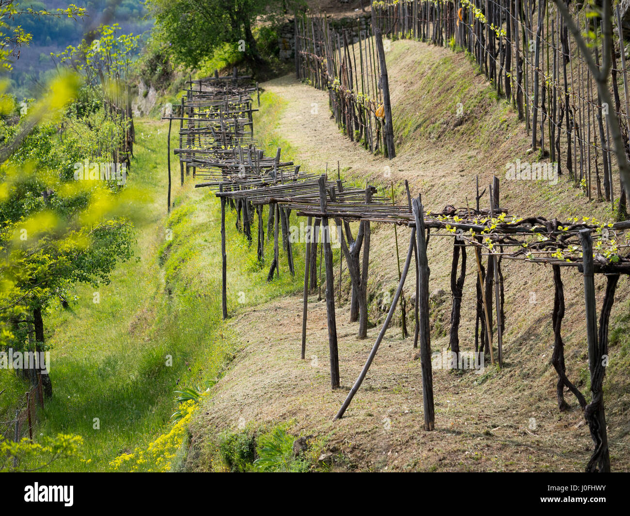La vigne au printemps. L'agriculture traditionnelle et la méthode d'élagage, de l'Italie. Banque D'Images