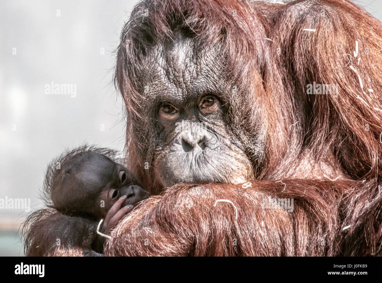 L'orang-outan et nouveaux-nés au zoo de Twycross, Leicestershire. Banque D'Images