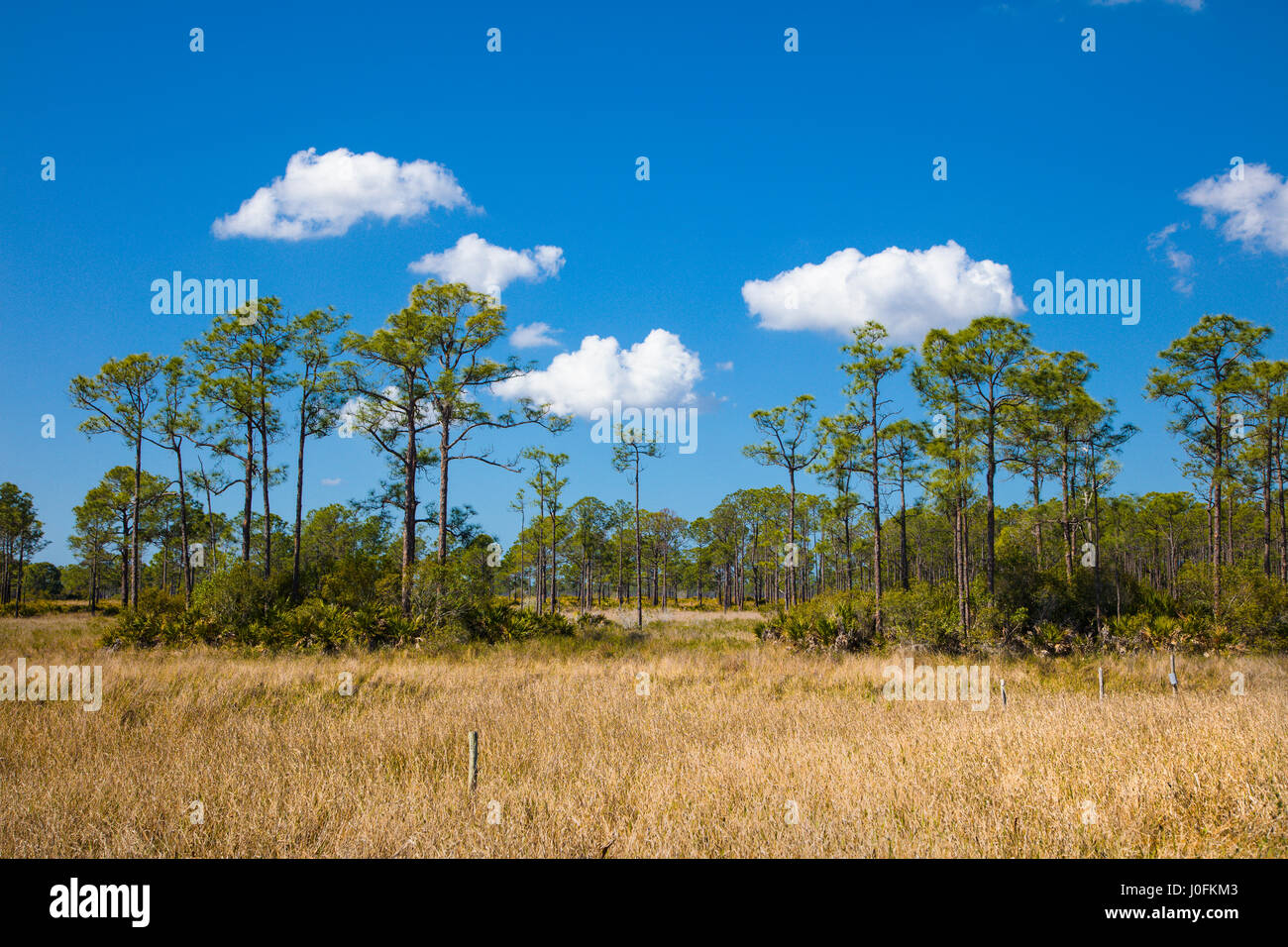 Dans l'arrêt Babcock Flatwoods pin/Webb Wildlife Management Area à Punta Gorda dans le sud-ouest de la Floride Banque D'Images