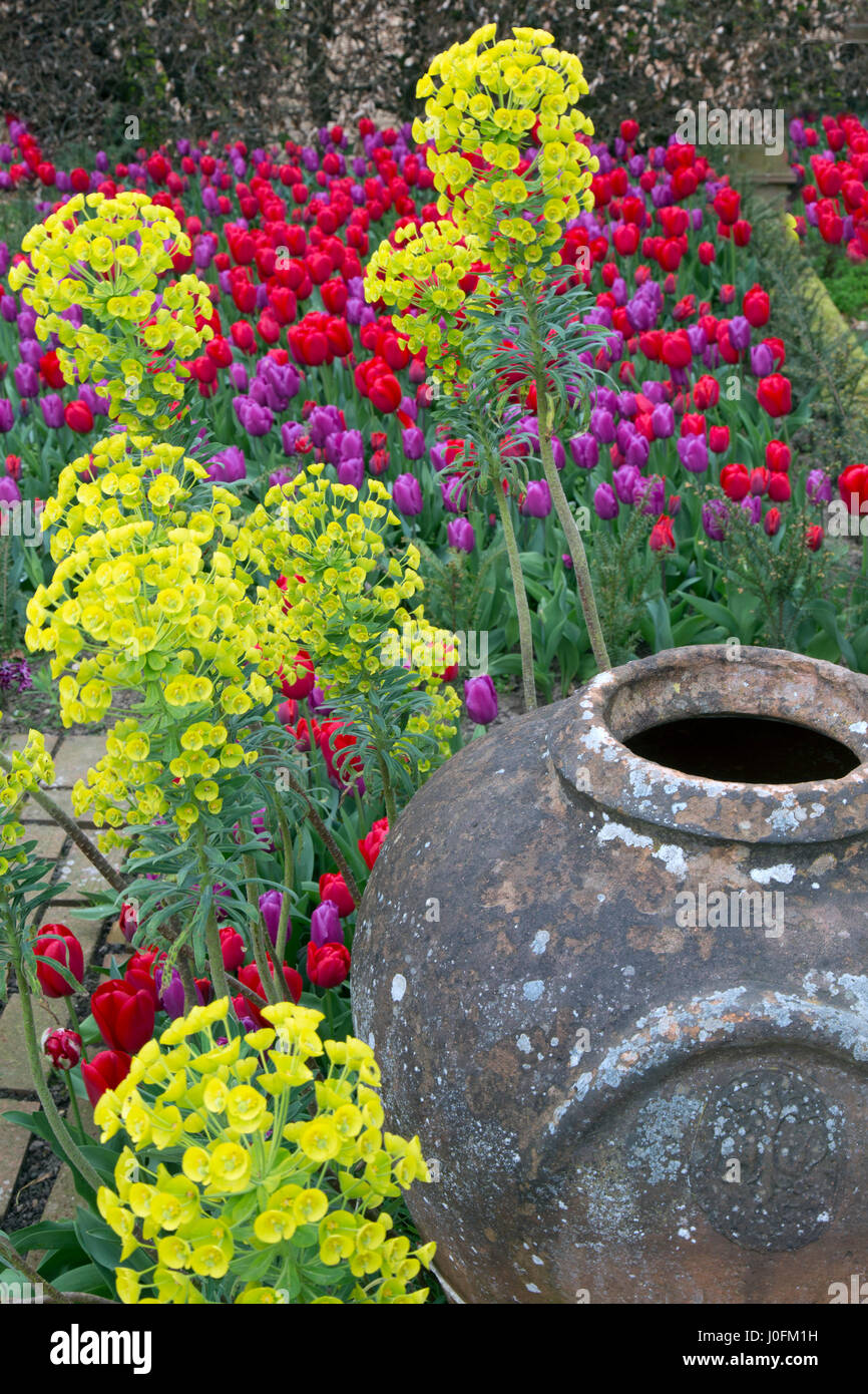 Euphorbia chacias subsp. Wulfenii spheup dans le jardin avec pot et tulipes Banque D'Images