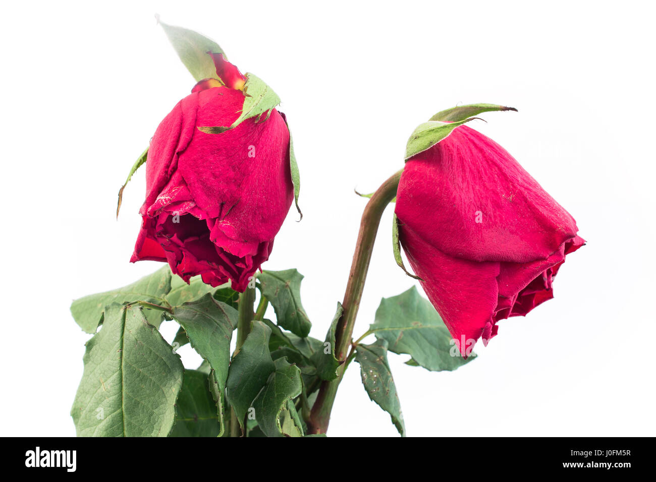 Deux Roses fanées sur fond blanc. Banque D'Images