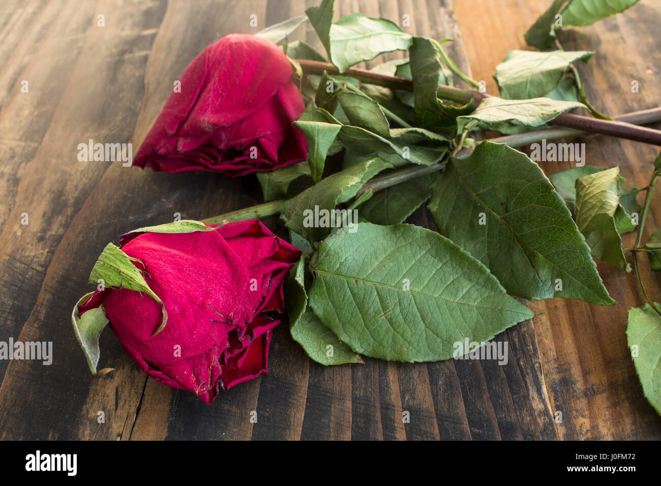 Deux Roses fanées sur un fond de bois rustique. Banque D'Images