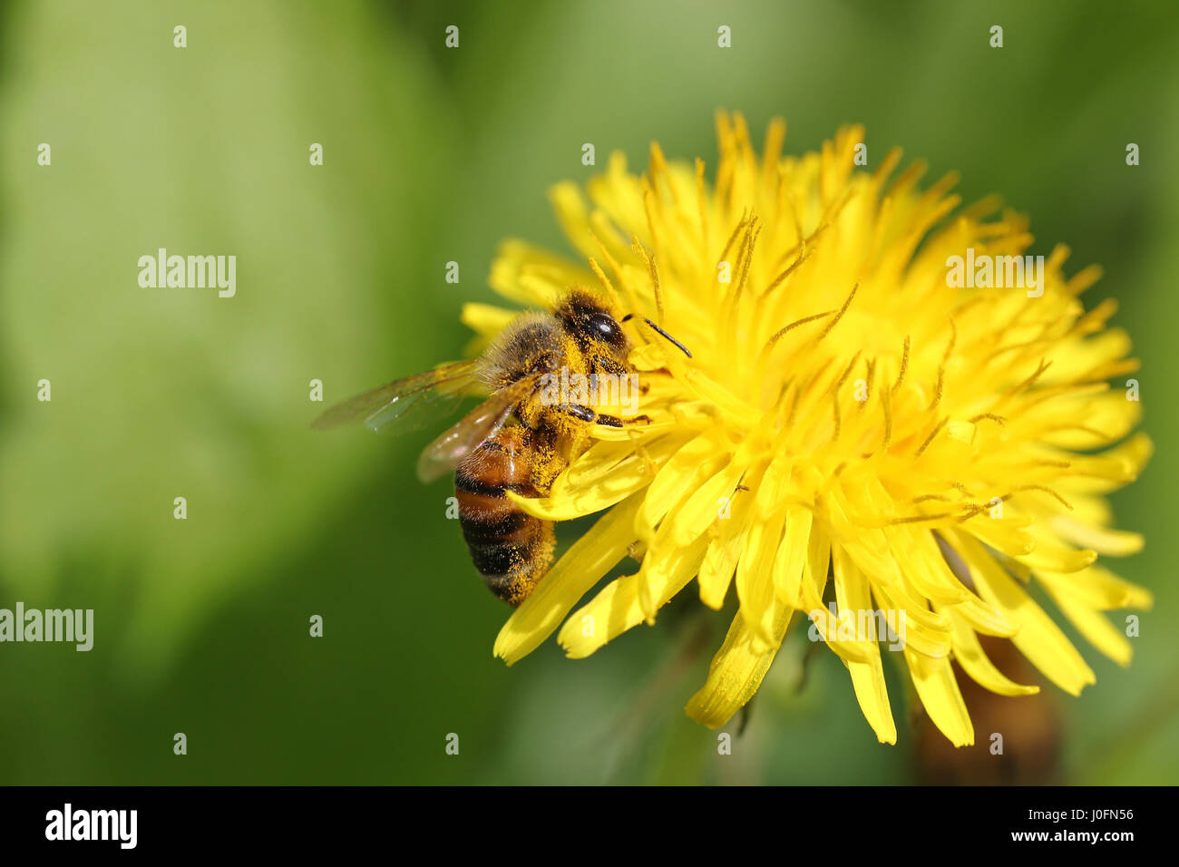 Couvert de pollen d'abeilles en passant par un pissenlit fleur jaune contre un fond vert Banque D'Images