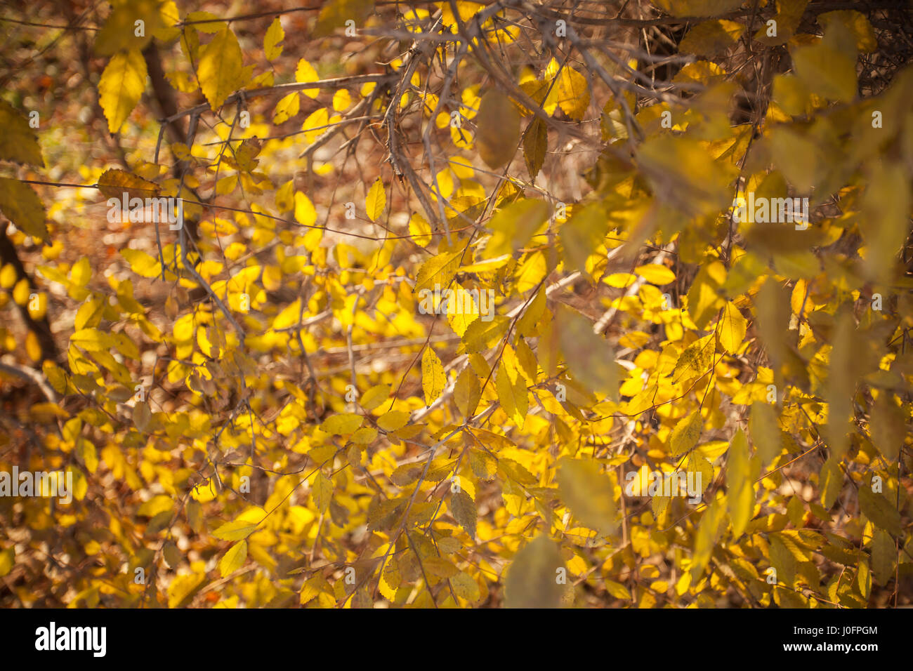 Feuilles vertes et jaunes sous la pluie Banque D'Images