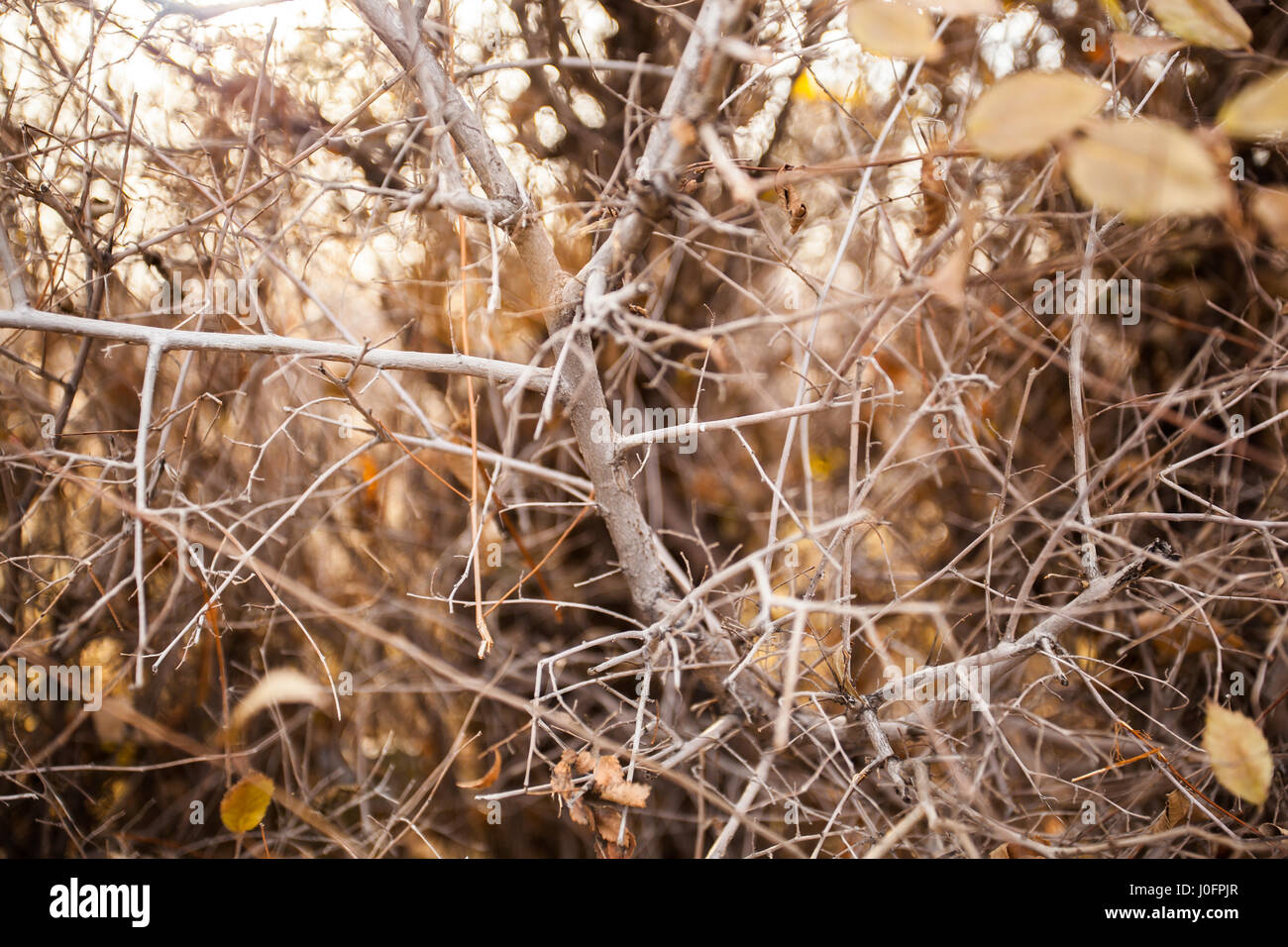 Succursales / filiale de près. Rameaux secs Banque D'Images