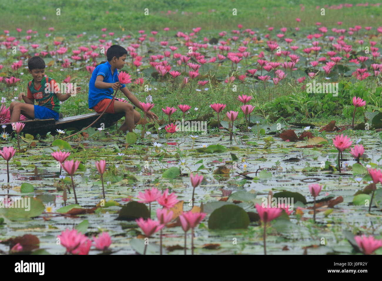 Les enfants ruraux recueillir de l'eau rouge lily marsh en utilisant bateau. De nombreuses personnes de gagner leur vie en les vendant à un légume au marché. , Barishal Banglad Banque D'Images