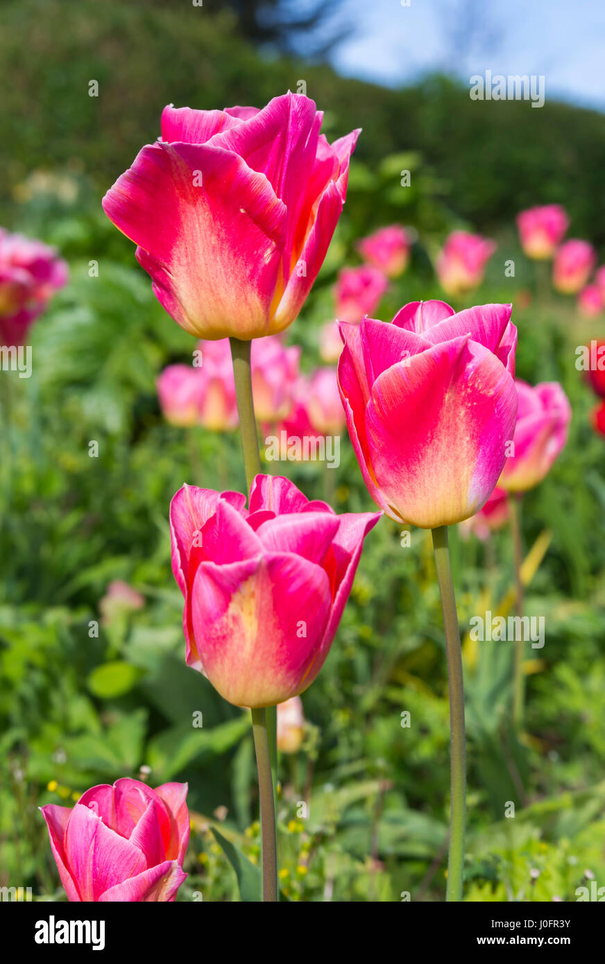 Tulipe rose (Tulipa) en pleine floraison au printemps dans le West Sussex, Angleterre, Royaume-Uni. Banque D'Images