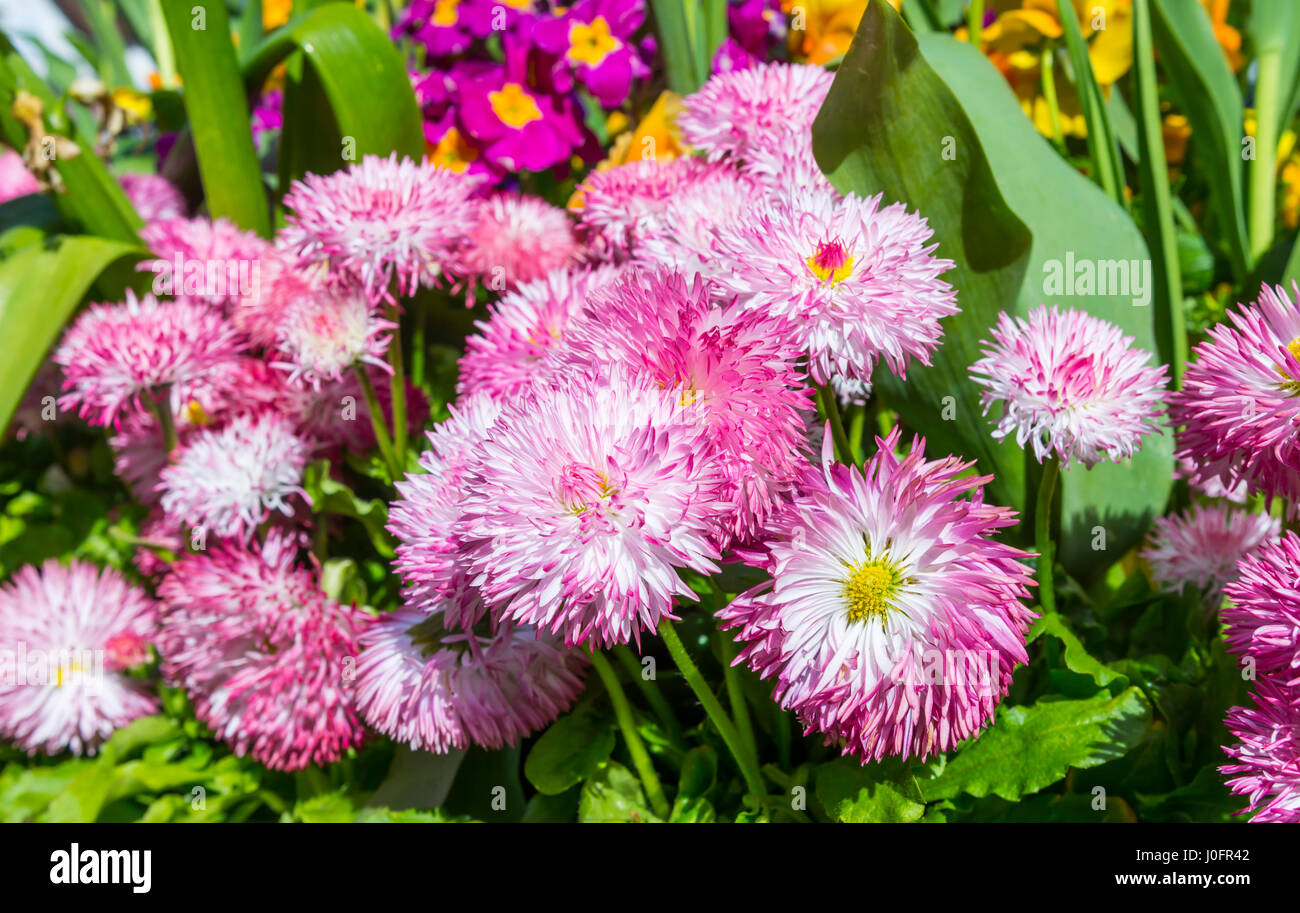Les fleurs du printemps. Bellis perennis Bellis Pomponette plantes, AKA Marguerites, dans un lit de fleur au printemps dans le West Sussex, Angleterre, Royaume-Uni. Banque D'Images