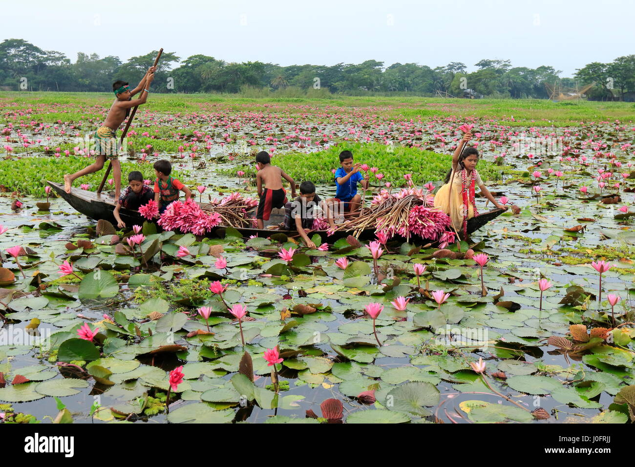 Les enfants ruraux recueillir de l'eau rouge lily marsh en utilisant bateau. De nombreuses personnes de gagner leur vie en les vendant à un légume au marché. , Barishal Banglad Banque D'Images