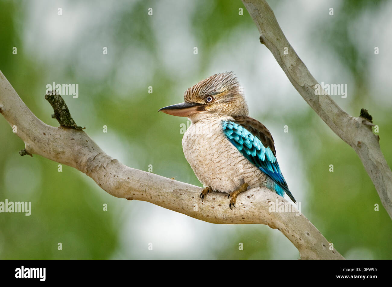 Blue-winged Kookaburra assis dans un gum tree. Banque D'Images