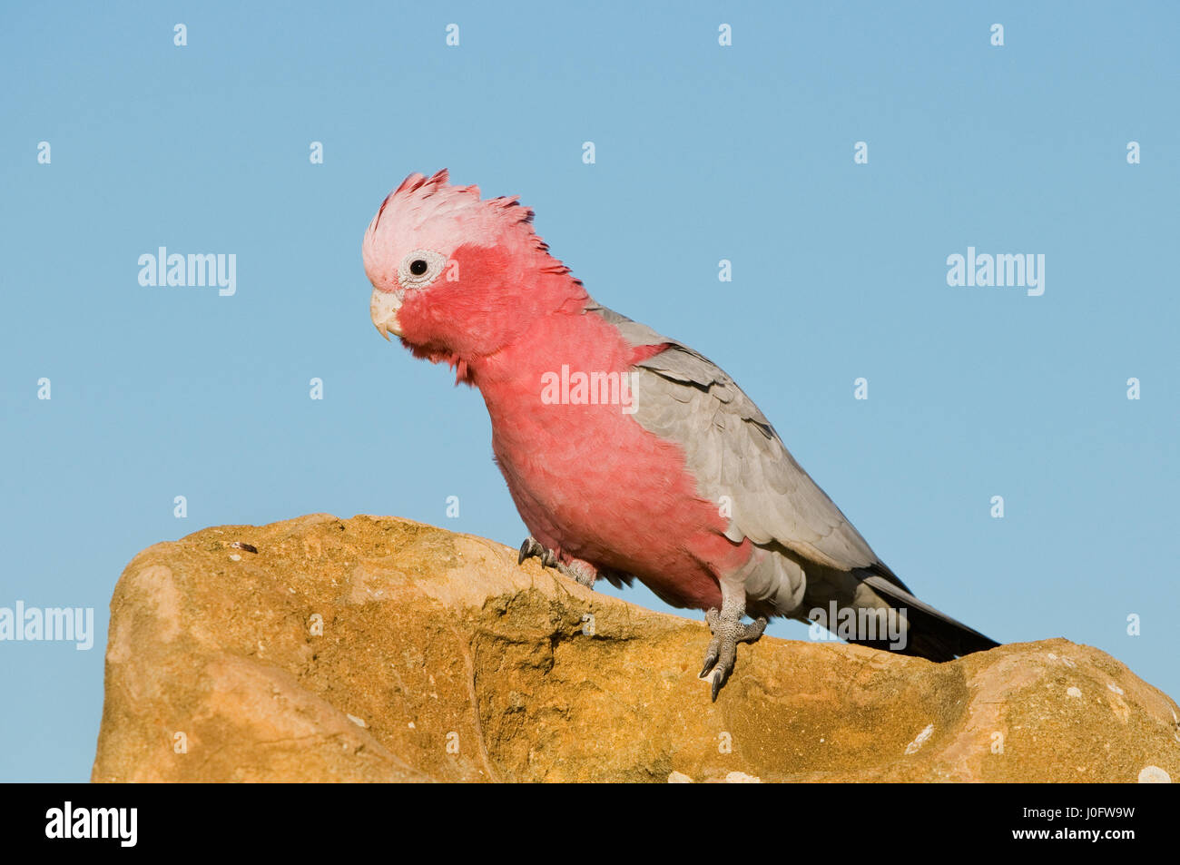 Assis sur un cacatoès rosalbin Pinnacle Pinnacle en désert. Banque D'Images