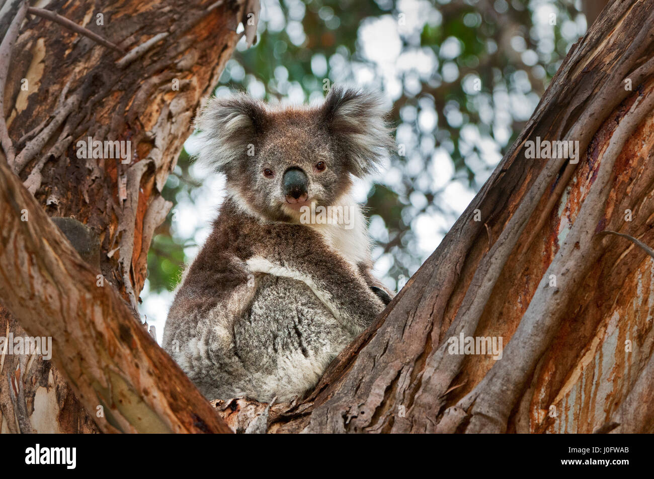 À la recherche d'un koala curieusement gum tree. Banque D'Images