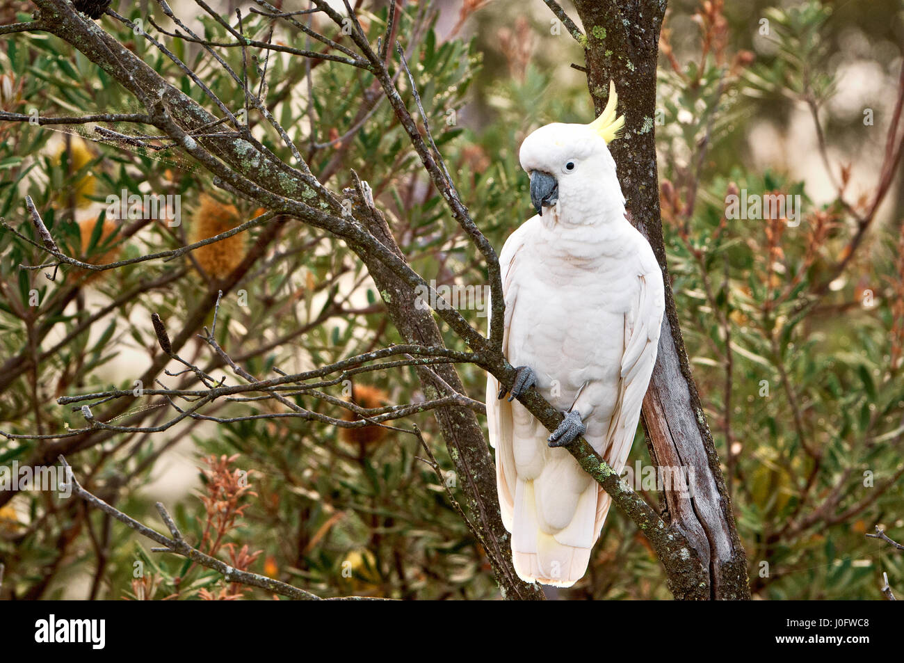 Teneur en soufre cacatoès soufré assis dans un arbre. Banque D'Images