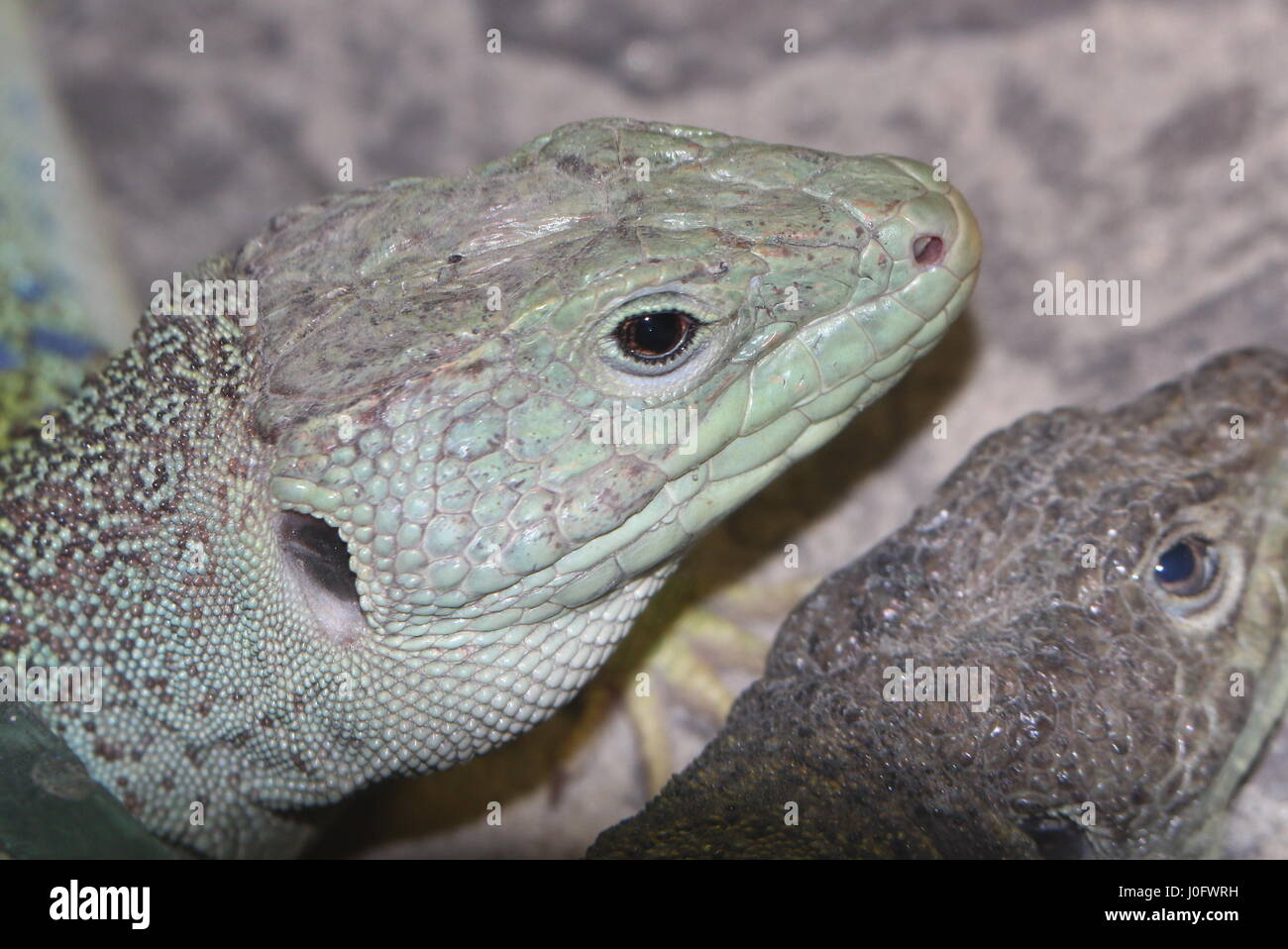 Ocellated lizard ibérique (timon lepidus, Lacerta lepida), alias'Eyed ou Jewelled lizard Banque D'Images