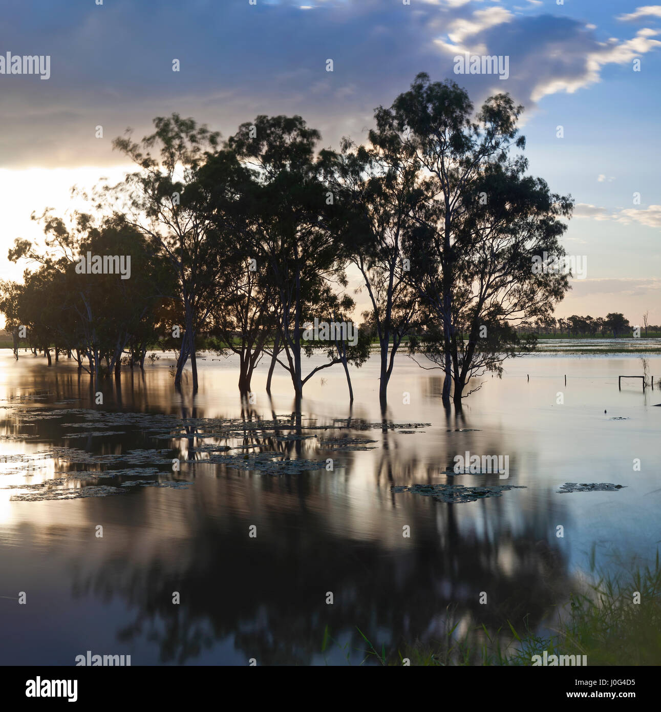 Les arbres et le ruisseau inondé, nr Rockhampton, Queensland, Australie Banque D'Images