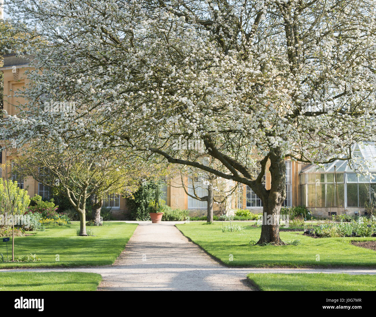 Prunus. Cerisier en fleurs. Jardin Botanique d'Oxford, Oxfordshire, Angleterre Banque D'Images