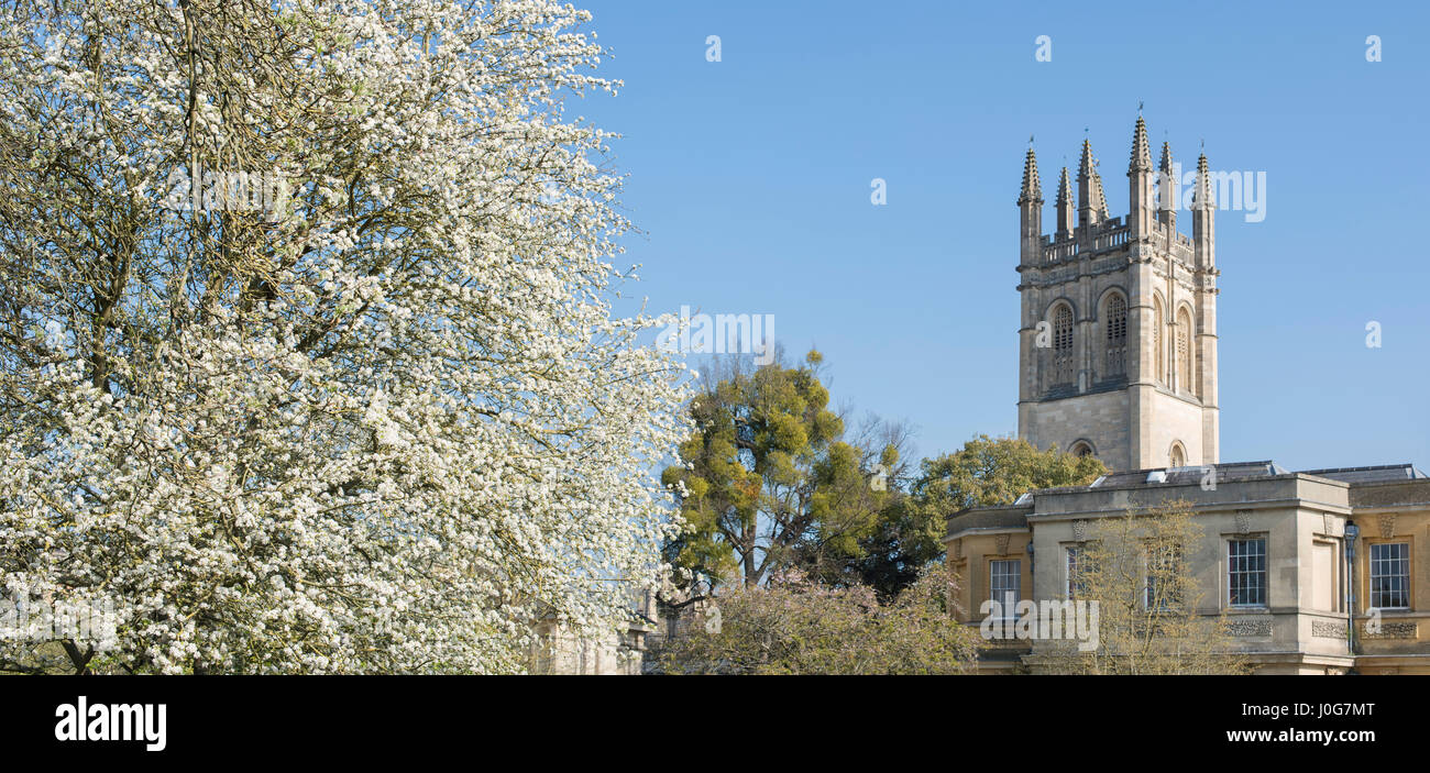 Prunus. Cerisier en fleurs. Jardin Botanique d'Oxford, Oxfordshire, Angleterre. Vue panoramique Banque D'Images