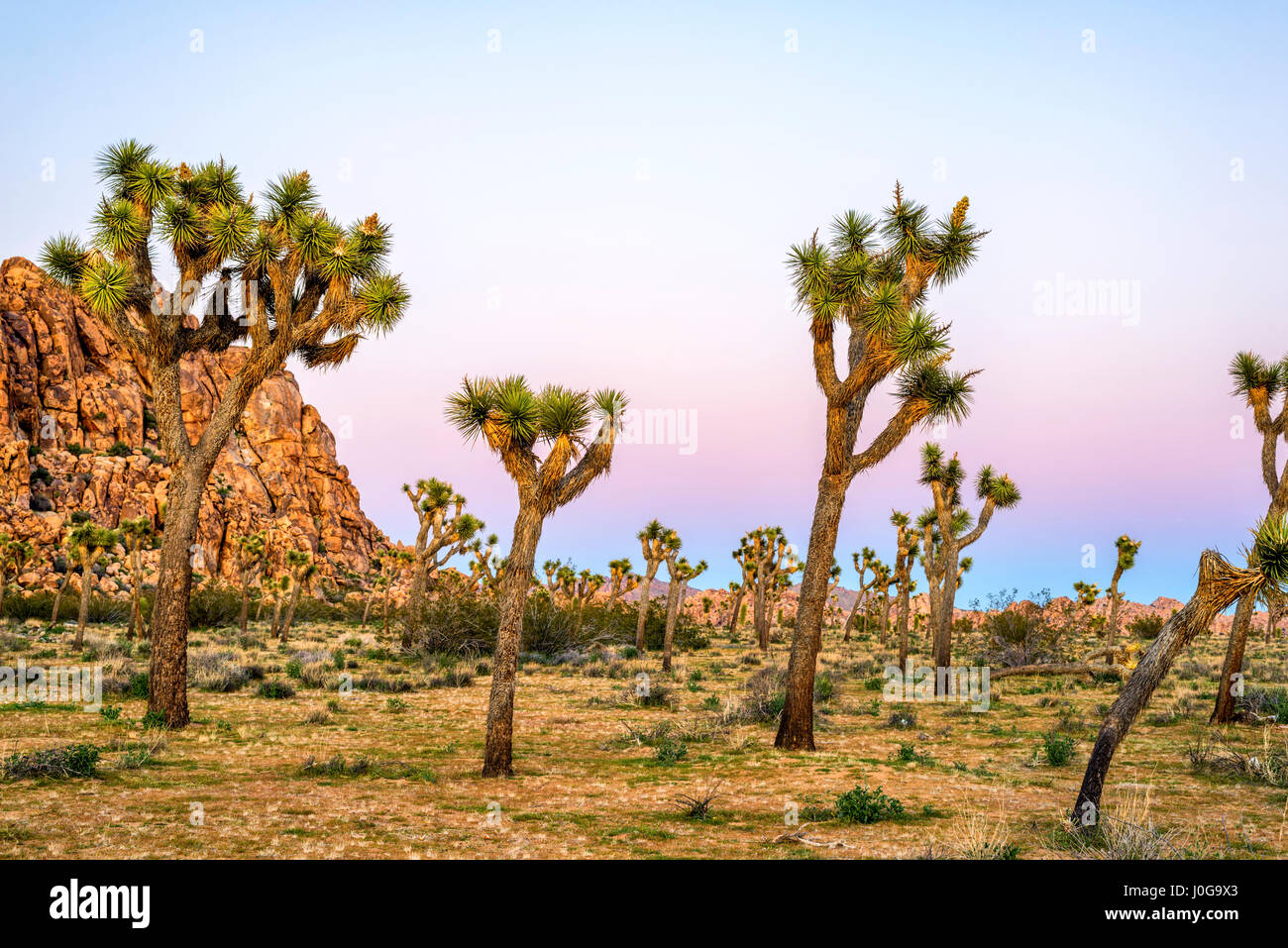 Paysage désertique et Joshua Trees capturés avant le coucher du soleil. Joshua Tree National Park, Californie, USA. Banque D'Images