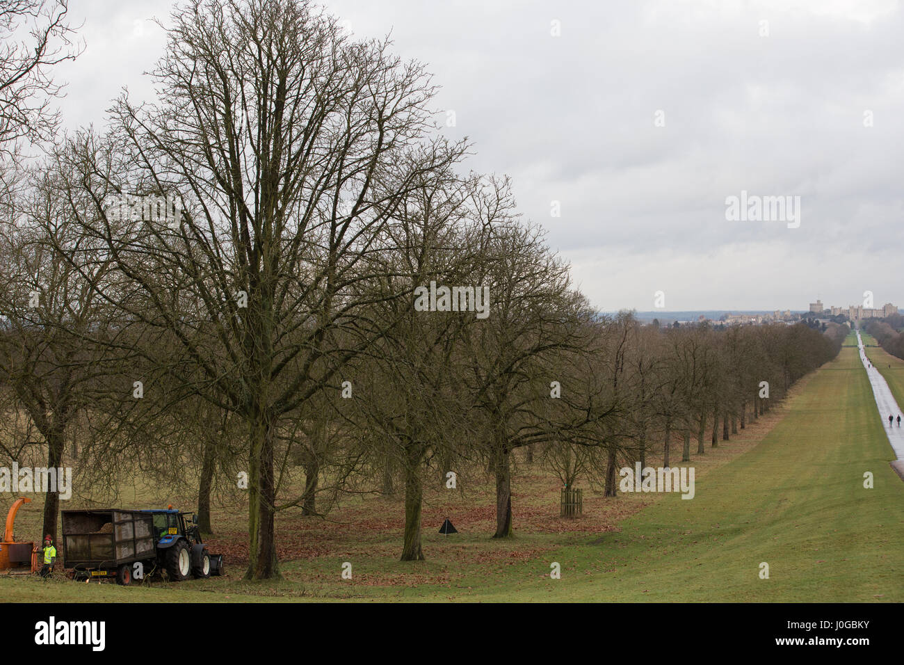 Windsor, Royaume-Uni. 9 janvier, 2017. Les chirurgiens de l'arbre est tombé l'un des marronniers d'flanquant la célèbre Longue Marche dans Windsor Great Park. Banque D'Images