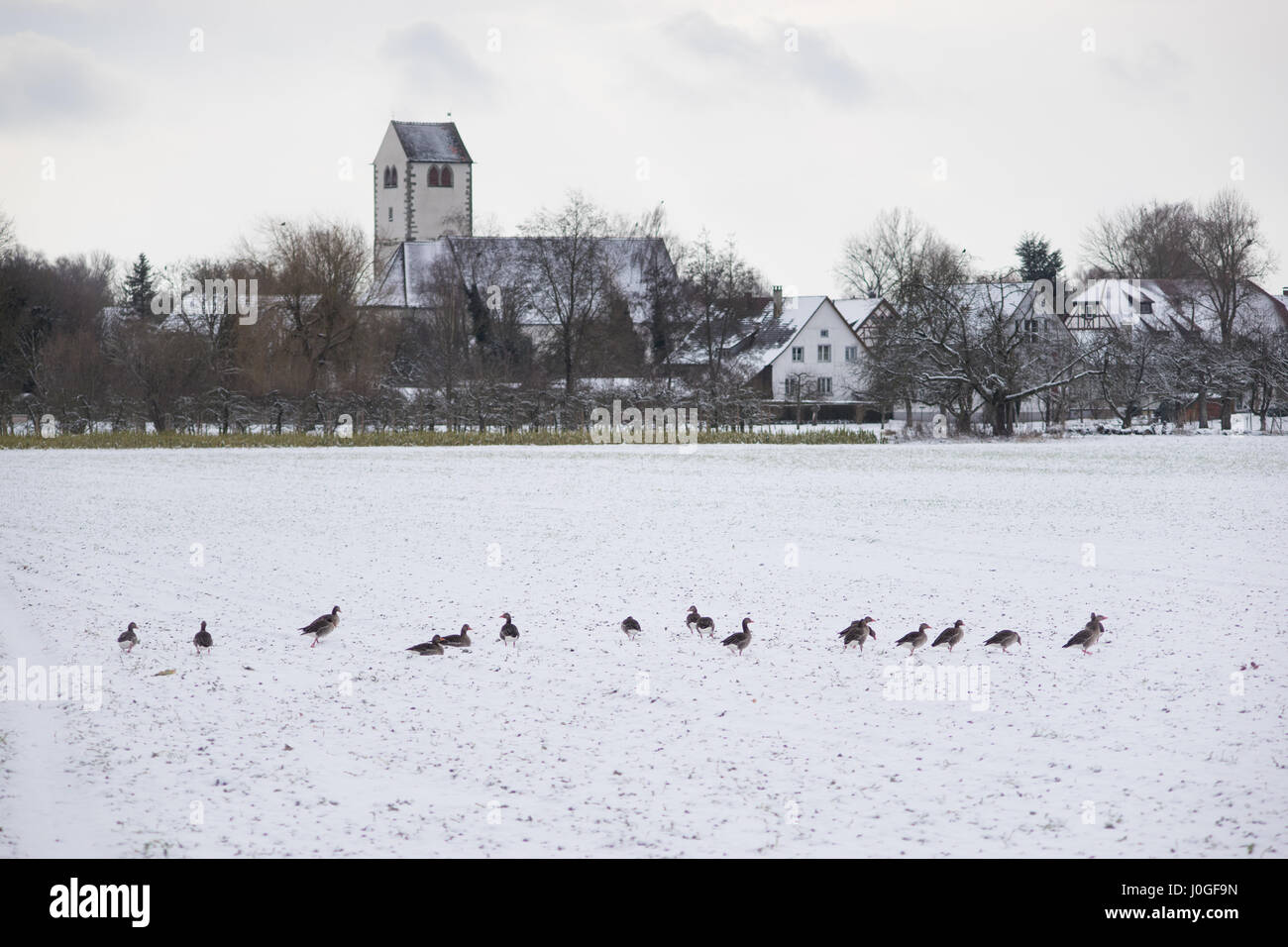 Oies sur un champ neigeux le long du lac de Constance Banque D'Images