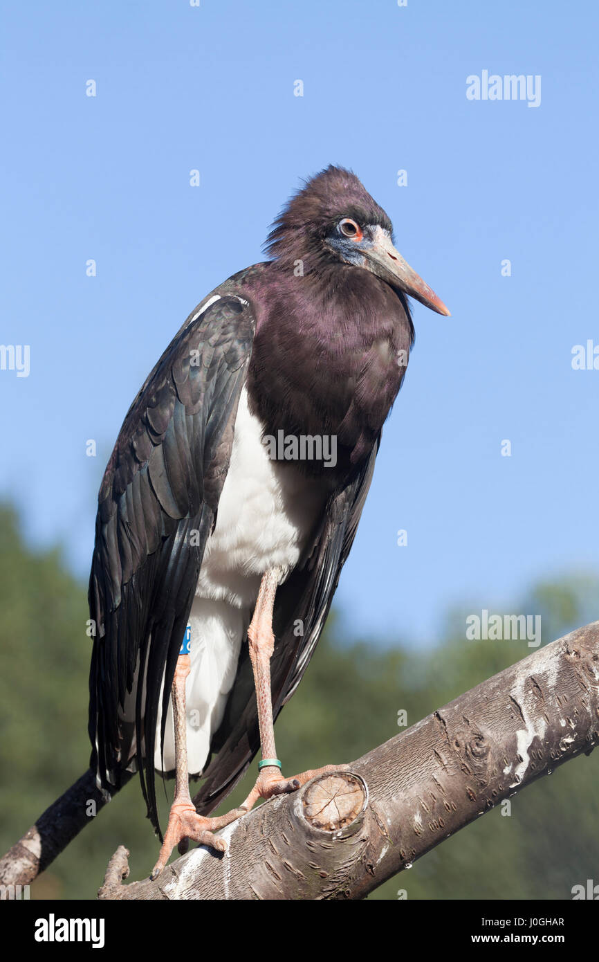D'Abdim (Ciconia abdimii cigogne) également connu sous le nom de white-bellied Stork. Le Zoo de Londres. Banque D'Images